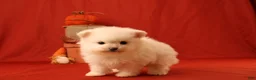 Pomeranian dogs for sale: Jane  - Ad 5