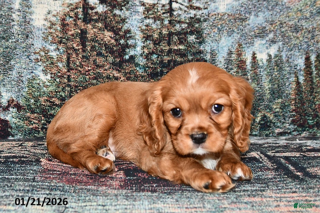 Cavalier King Charles Spaniel dogs for sale: Rusty - Ad 2