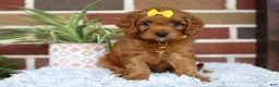 Cavapoo dogs for sale: Skye - Ad 13