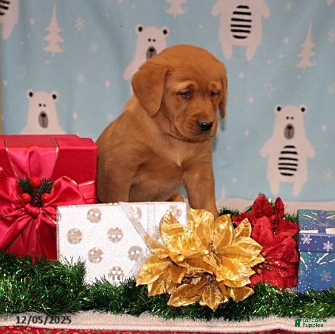 Goldador dogs for sale: Harper - Ad 3