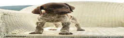German Shorthaired Pointer dogs for sale: Hazel - Ad 4