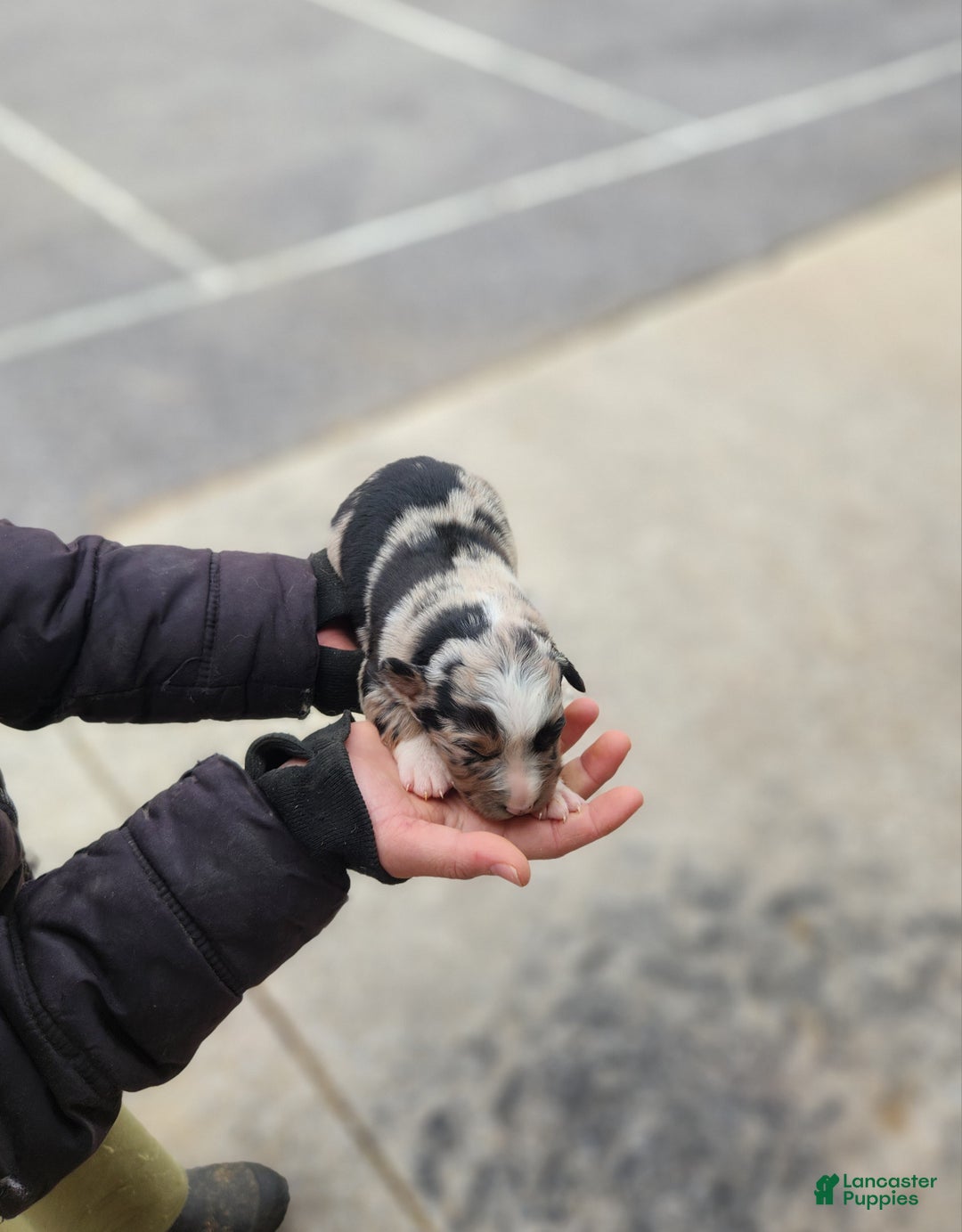 Australian Shepherd dogs for sale: Paige - Ad 1