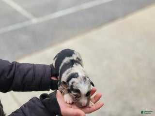 Australian Shepherd dogs Paige - Ad 15