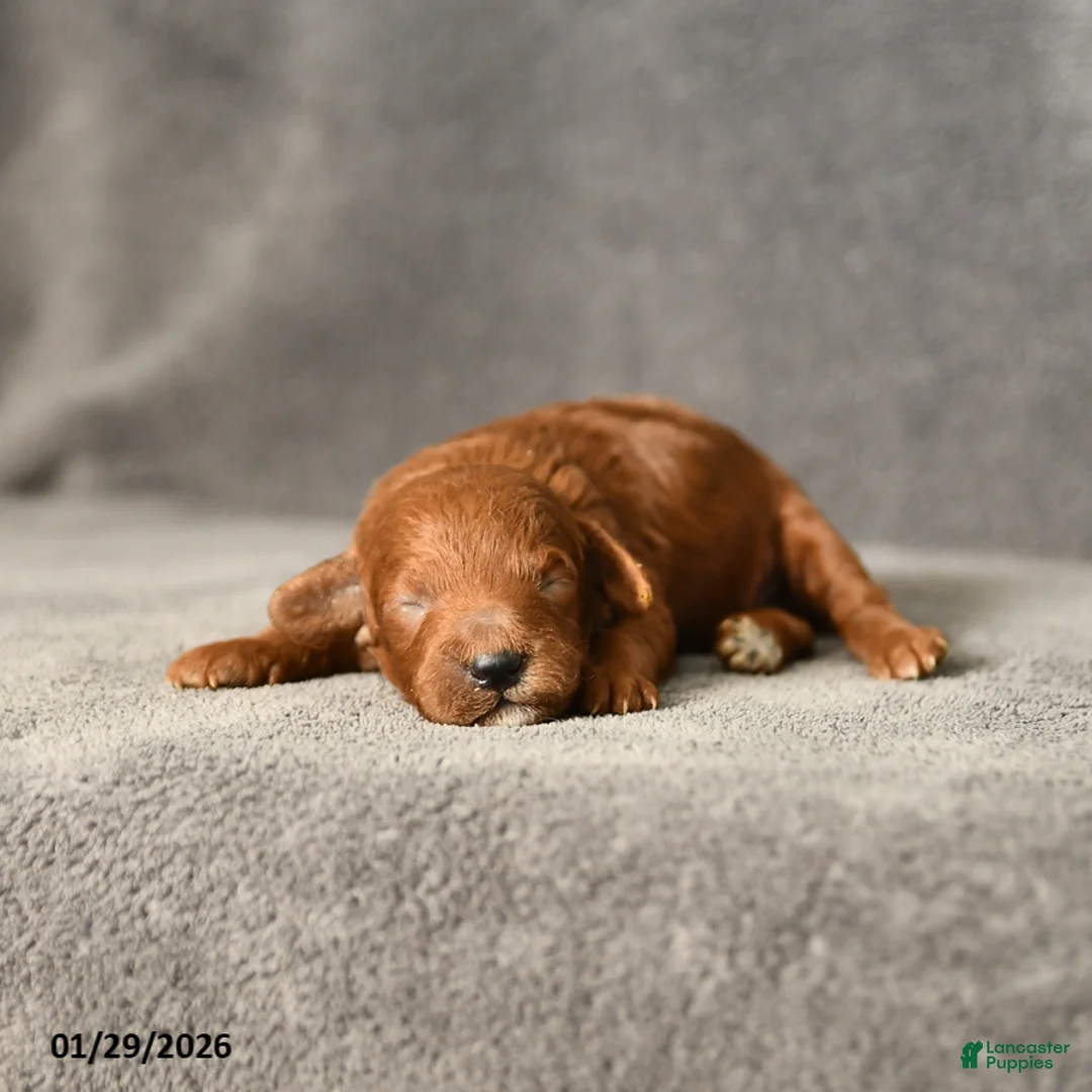 Toy Poodle dogs for sale: Jackson - Ad 2