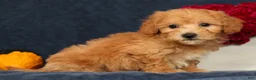 Bichpoo dogs for sale: Oscar - Ad 3