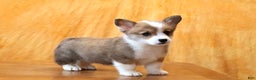 Welsh Corgi Pembroke dogs for sale: Mannie - Ad 4