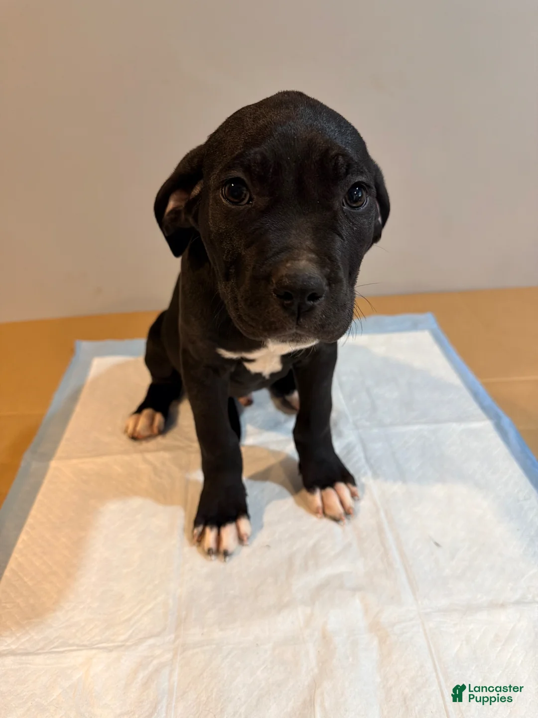 Mixed Breed dogs for sale: Mixed Breed Puppy 2 - Ad 1