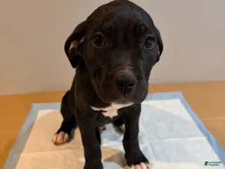 Mixed Breed dogs Mixed Breed Puppy 2 - Ad 20