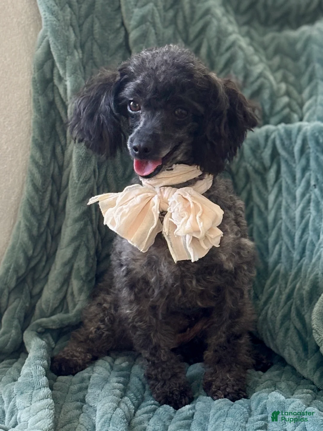 Toy Poodle dogs for sale: Smacker - Ad 20