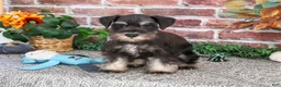 Miniature Schnauzer dogs for sale: Patrick - Ad 5