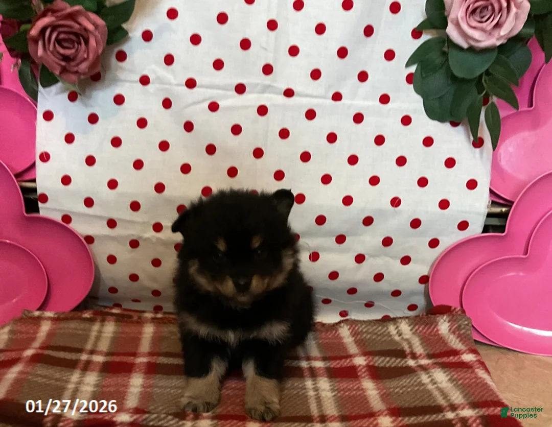 Pomsky dogs for sale: Mia  - Ad 4