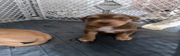 American Bully dogs for sale: American Bully Puppy 4 lil Brown - Ad 1