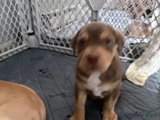 American Bully dogs American Bully Puppy 4 lil Brown - Ad 34