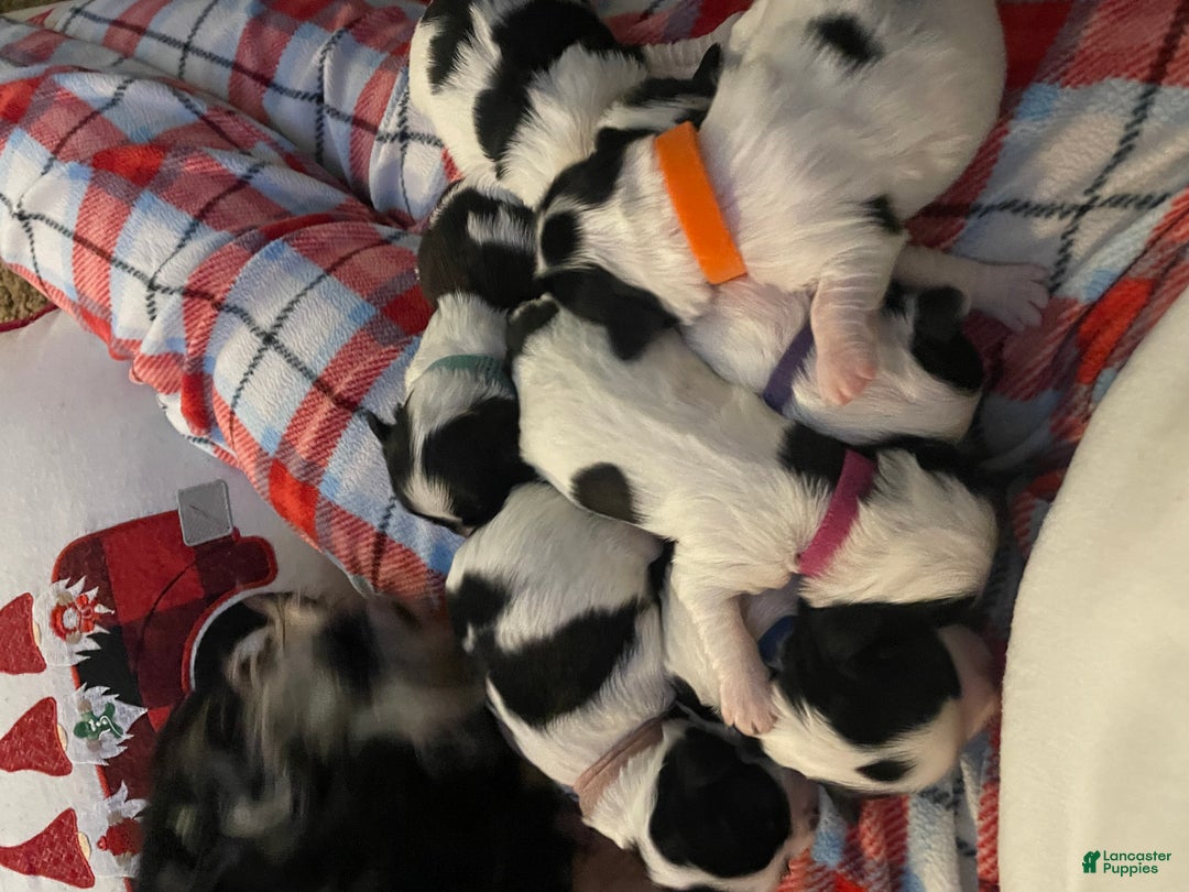 Mixed Breed dogs for sale: Bella - Ad 3