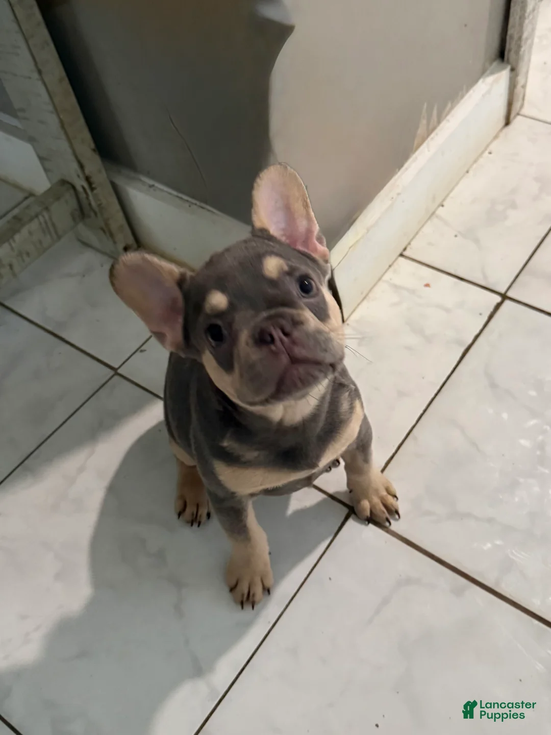 French Bulldog dogs for sale: Lilac female  - Ad 2
