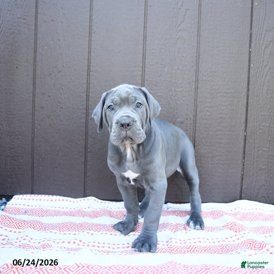 Cane Corso dogs Camille - Ad 2