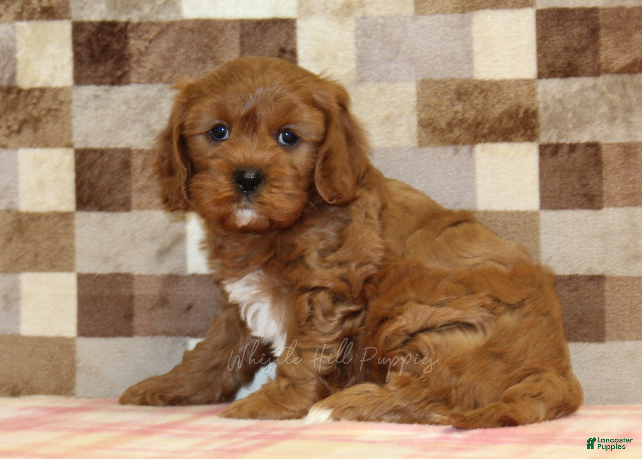 Cavapoo dogs Ginger - Ad 1