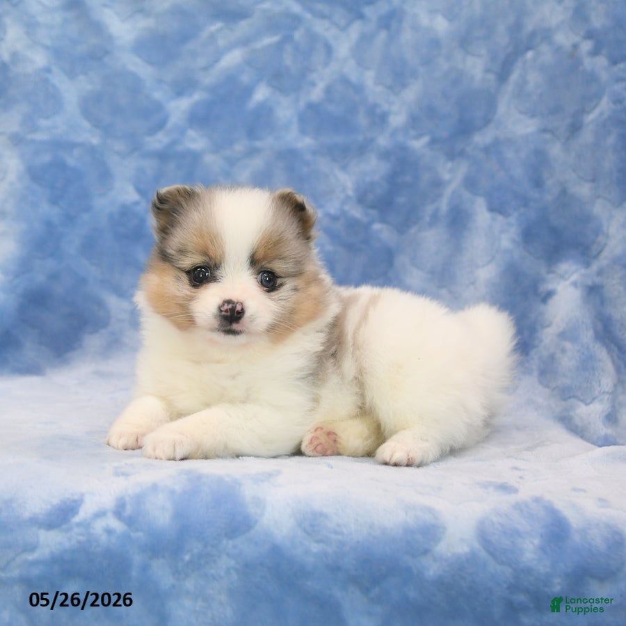 Pomeranian dogs Sheila - Ad 2