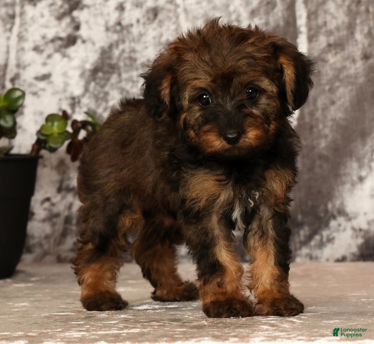 Yorkiepoo dogs Unice - Ad 1