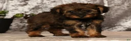 Yorkiepoo dogs for sale: Unice - Ad 1