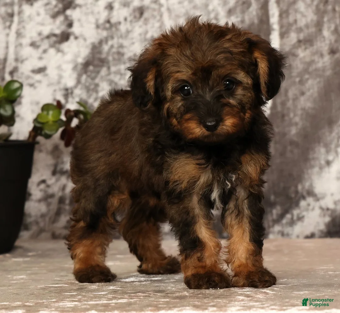 Yorkiepoo dogs for sale: Unice - Ad 1