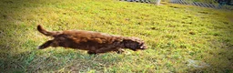 Havapoo dogs for sale: Precious - Ad 22