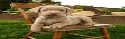 Labrador Retriever dogs for sale: Storm   - Ad 2