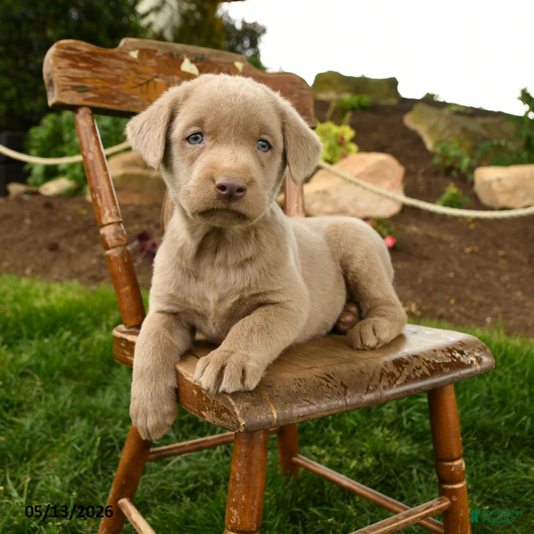 Labrador Retriever dogs for sale: Storm   - Ad 2