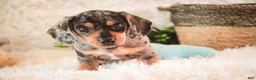 Miniature Dachshund dogs for sale: Benji - Ad 4
