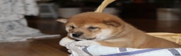 Shiba Inu dogs for sale: Tallie - Ad 2