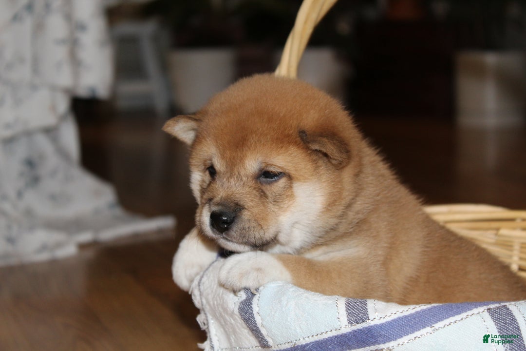 Shiba Inu dogs for sale: Tallie - Ad 2