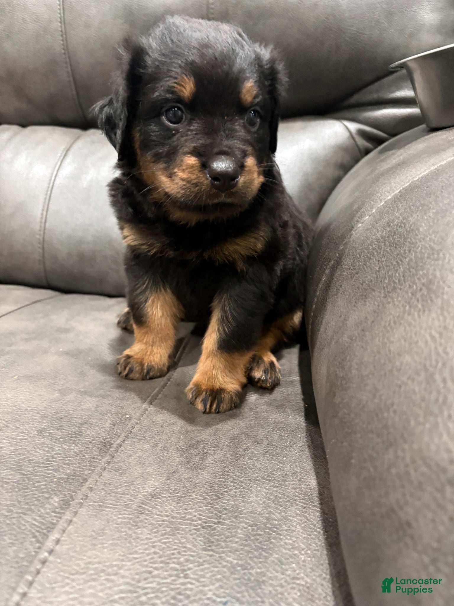 Rottweiler dogs Rottweiler 1 - Ad 1