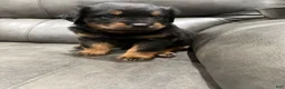 Rottweiler dogs for sale: Rottweiler 1 - Ad 1