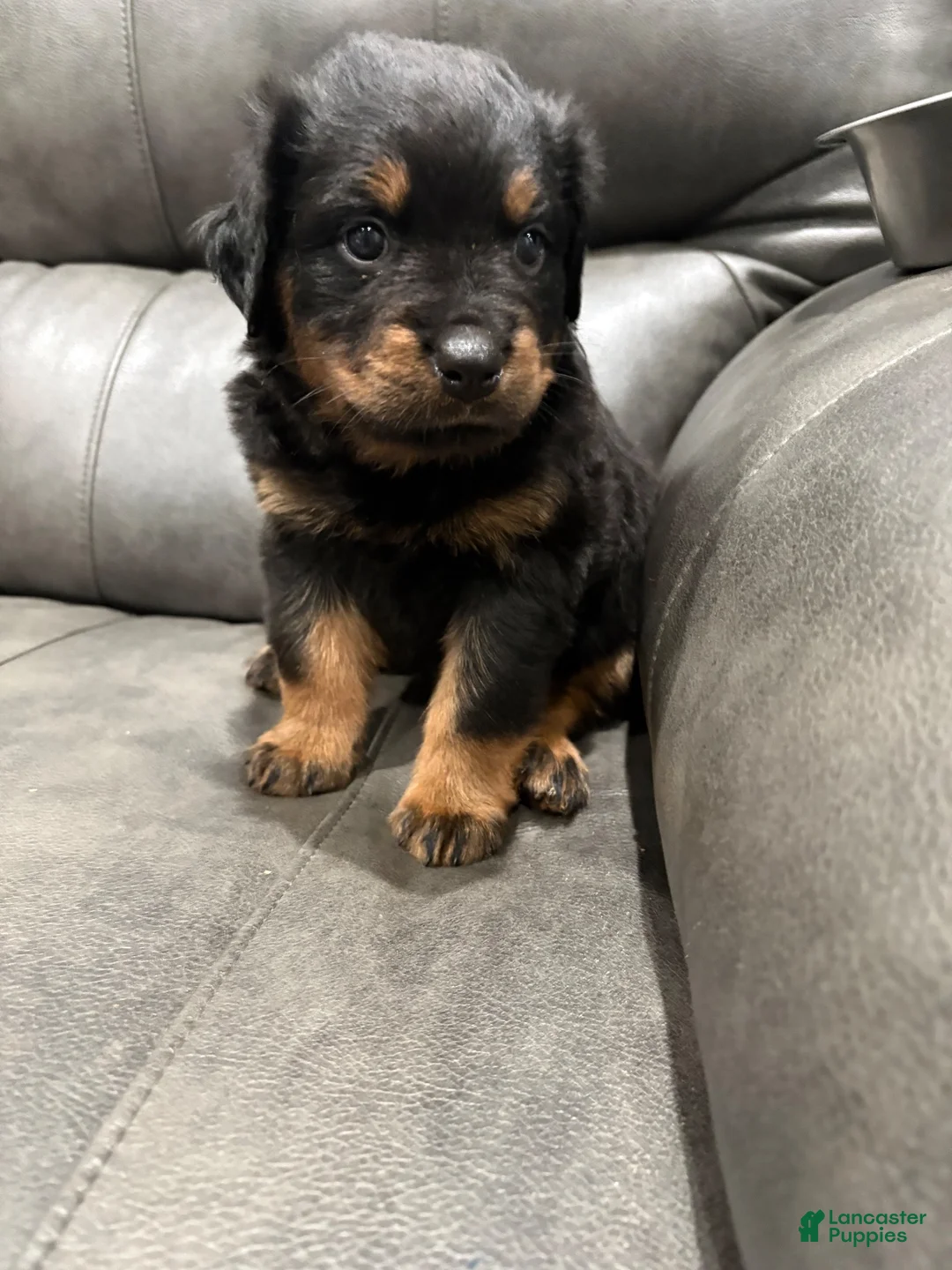 Rottweiler dogs for sale: Rottweiler 1 - Ad 1
