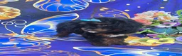 Cavapoo dogs for sale: Eclair - Ad 5