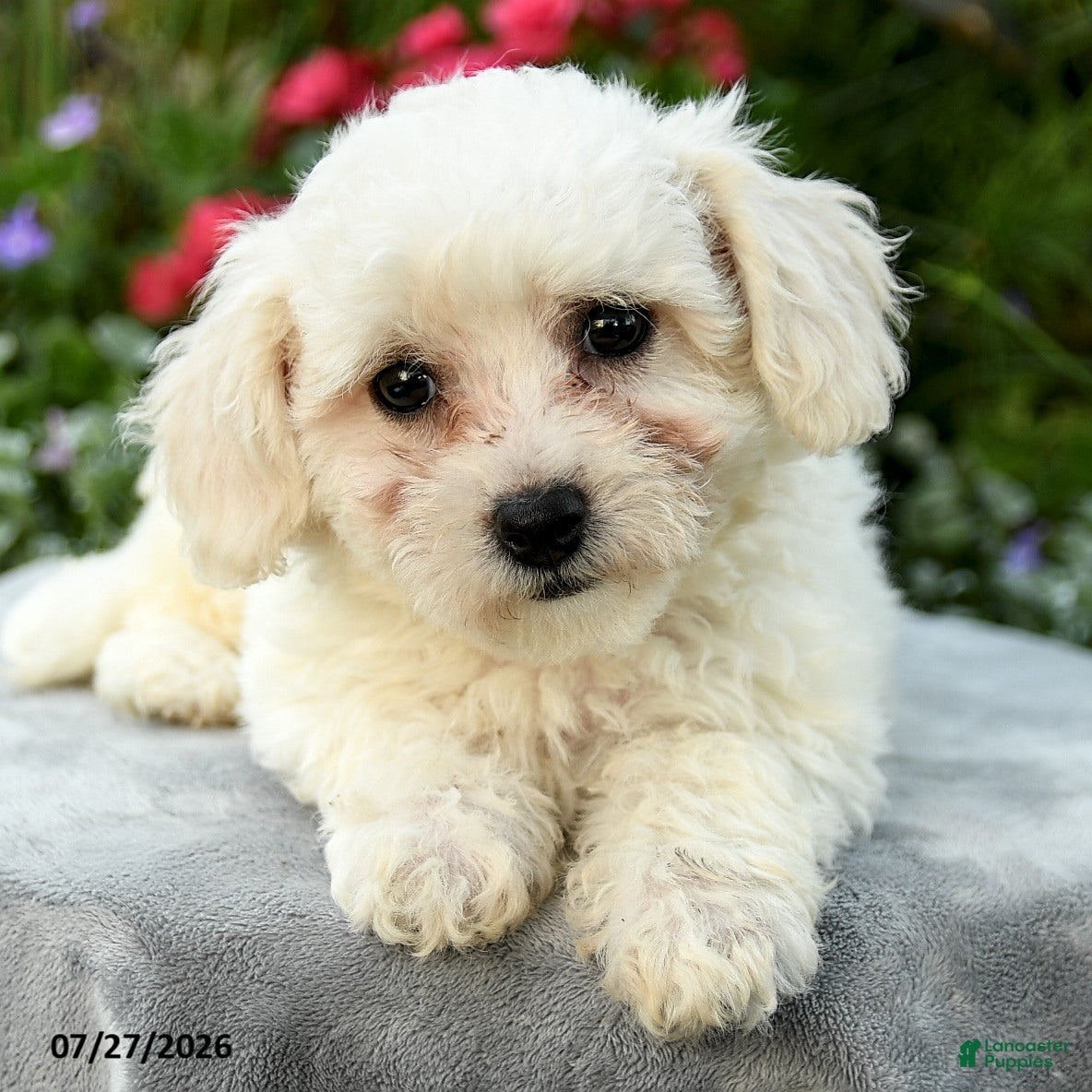 Bichpoo dogs Laura - Ad 2
