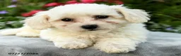 Bichpoo dogs for sale: Laura - Ad 2
