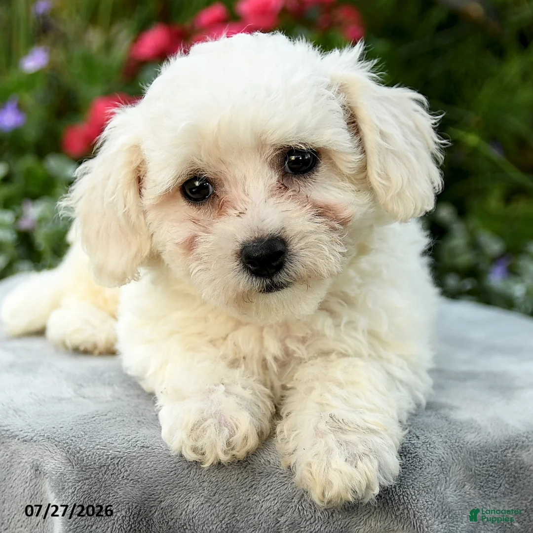 Bichpoo dogs for sale: Laura - Ad 2