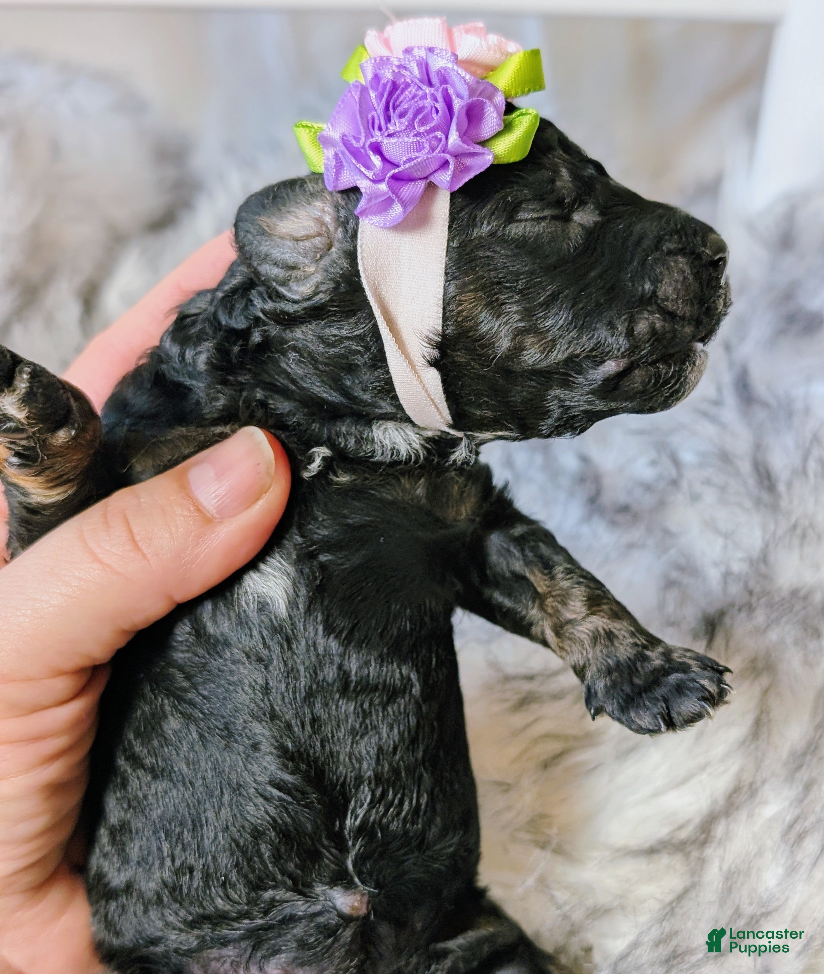 Mixed Breed dogs XENA - Ad 2