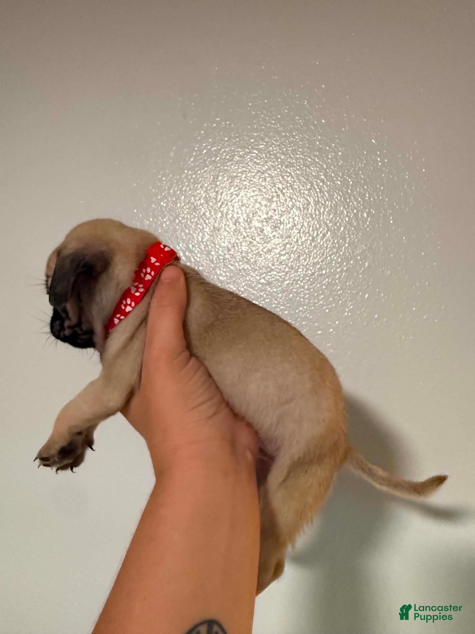 Pug dogs Pug Puppy 1 - Ad 2