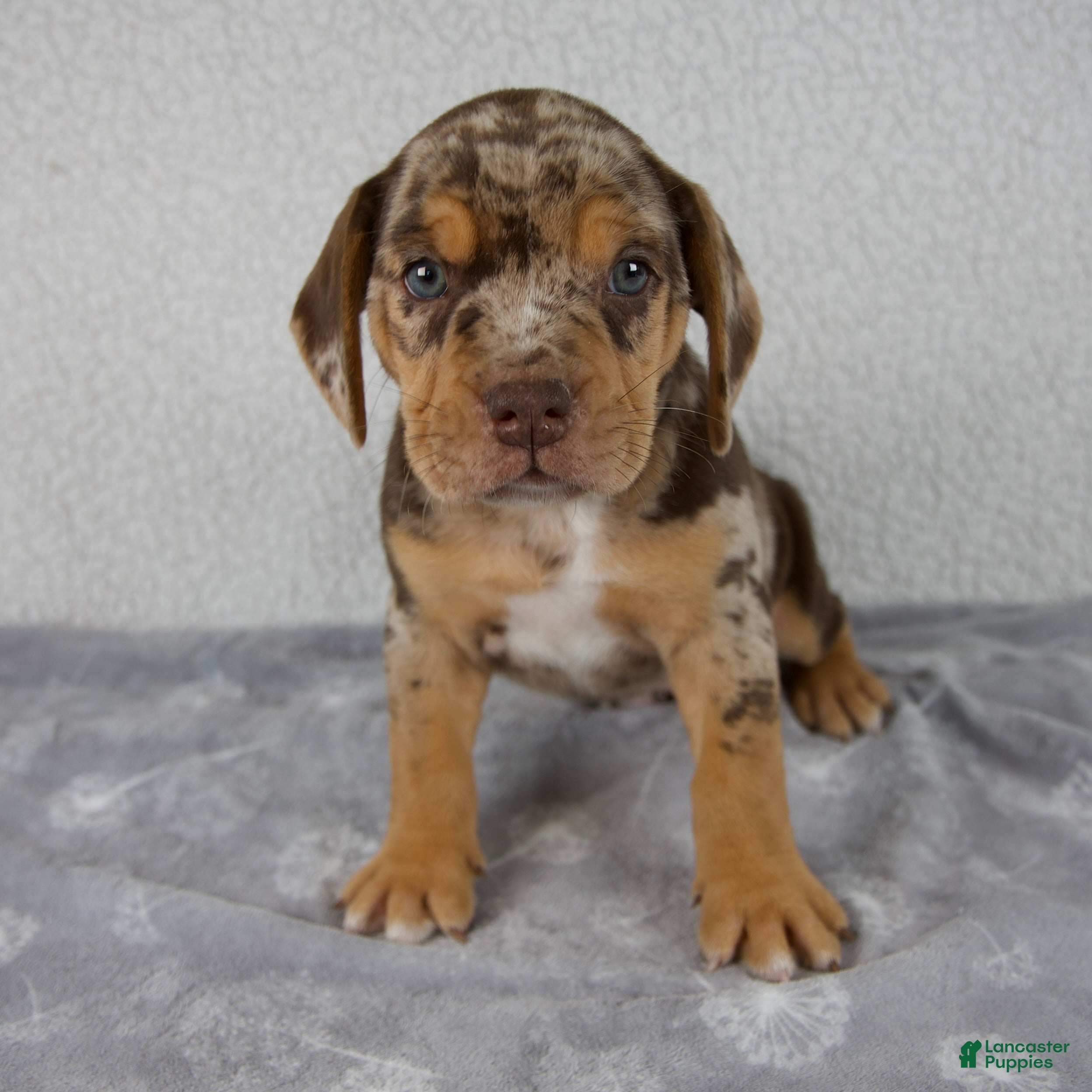 Beabull dogs Ryder - Ad 1