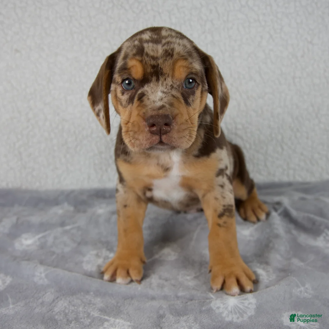 Beabull dogs for sale: Ryder - Ad 1