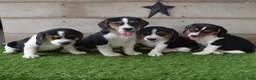 Beagle dogs for sale: Annie - Ad 2