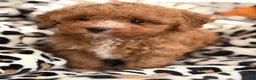 Toy Poodle dogs for sale: Fifi - Ad 4