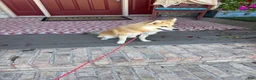 Pomsky dogs for sale: Reese - Ad 7