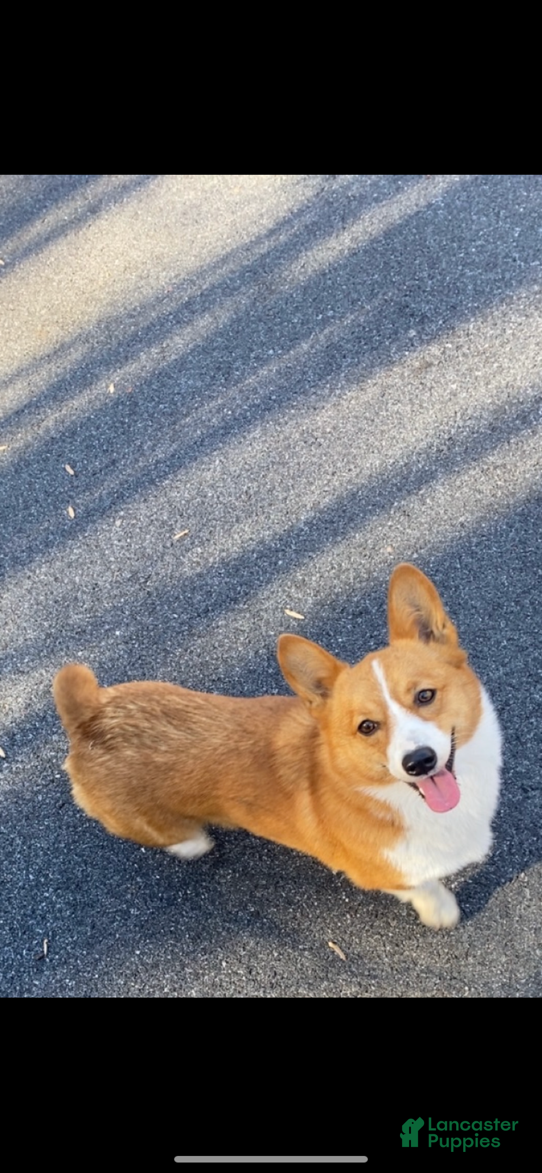 Welsh Corgi Pembroke dogs for sale: Kylo - Ad 3