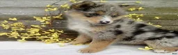 Pomsky dogs for sale: Stella - Ad 4