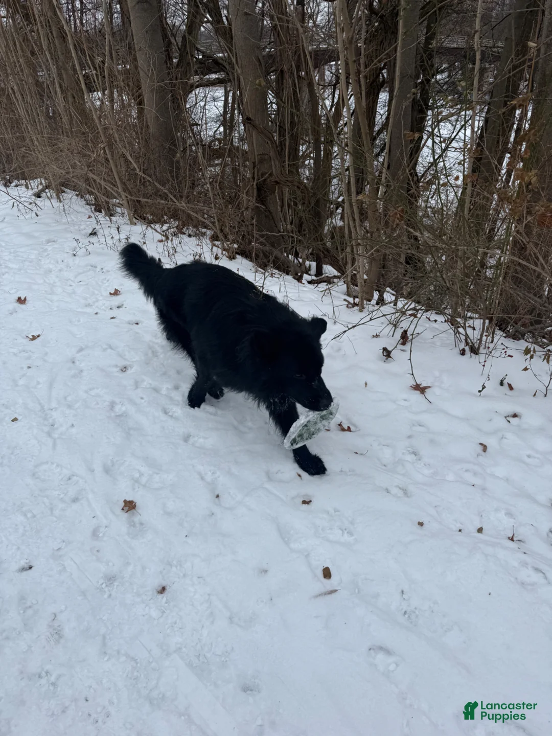 German Shepherd dogs for sale: German Shepherd - Ad 2