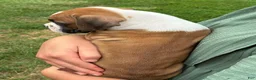 Boxer dogs for sale: Connie - Ad 5