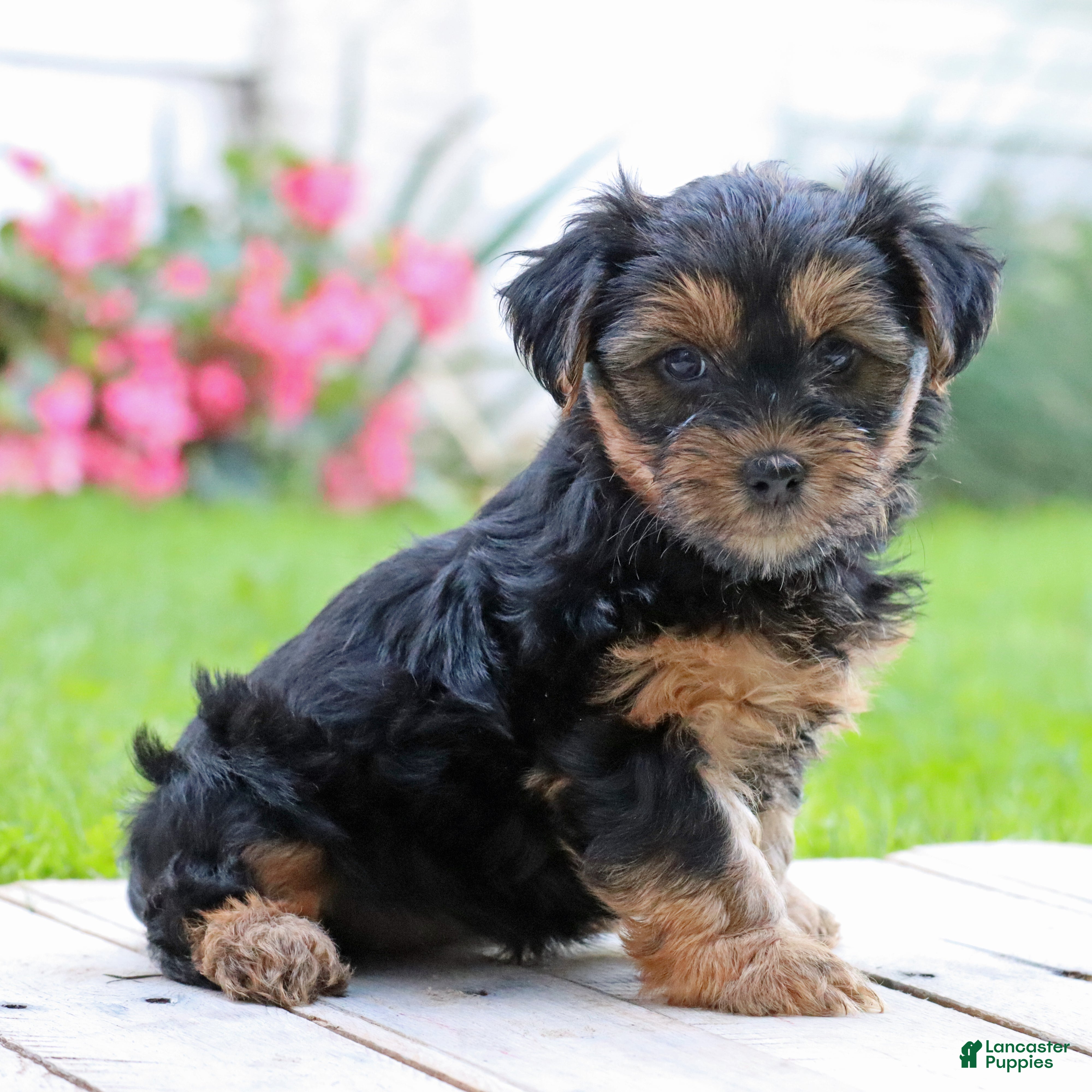 Yorkshire Terrier dogs Brinn - Ad 2